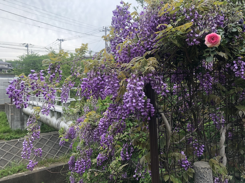 二宮町内ぐるり一周＊course!の写真4