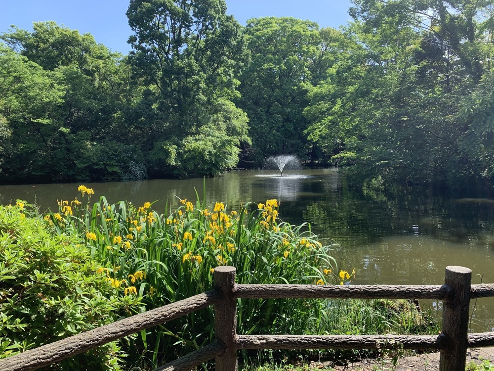 善福寺川〜妙正寺川〜神田川　周回リバーサイドランの写真4