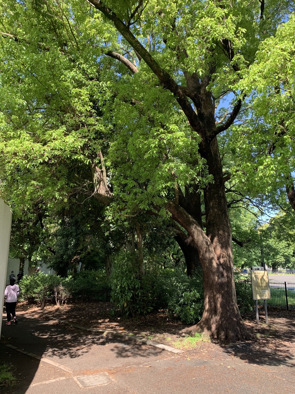 善福寺川〜妙正寺川〜神田川　周回リバーサイドランの写真6