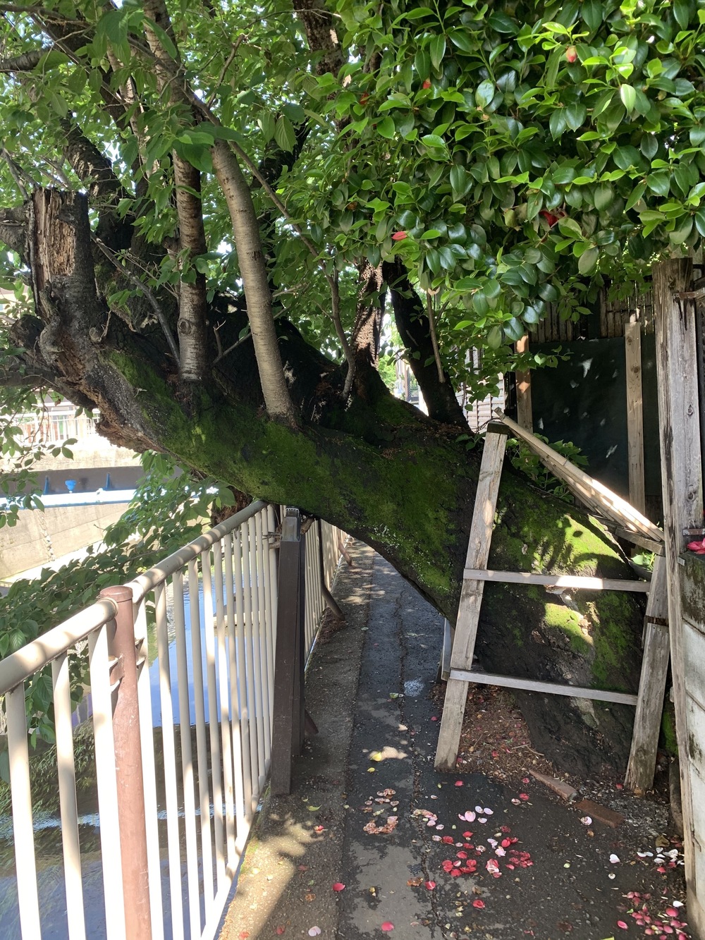 善福寺川〜妙正寺川〜神田川　周回リバーサイドランの写真7