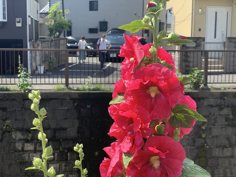 善福寺川〜妙正寺川〜神田川　周回リバーサイドランの写真14