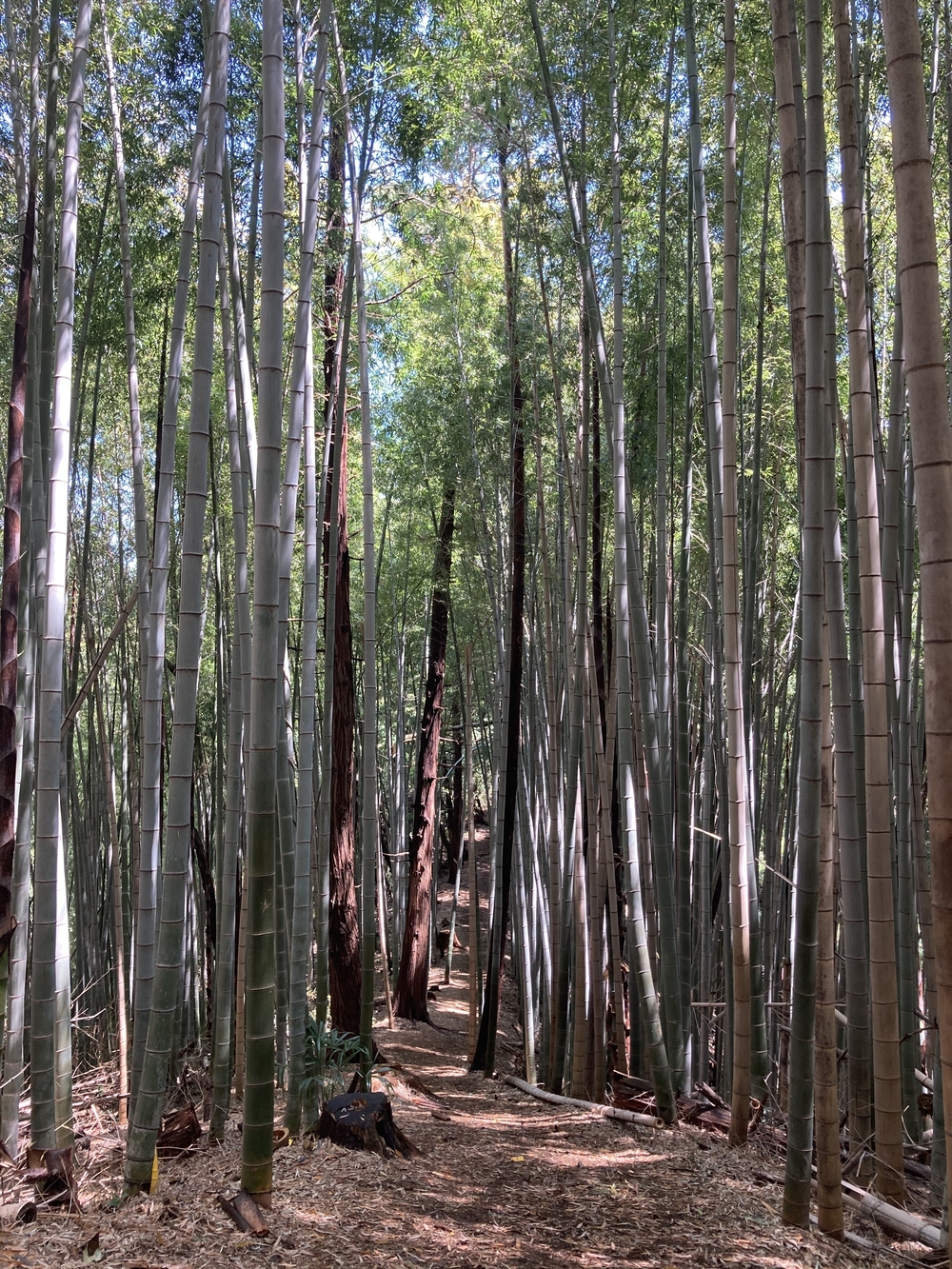 横浜5つの市民の森をめぐるRuntrip🏃‍♂️🌲🌳の写真3