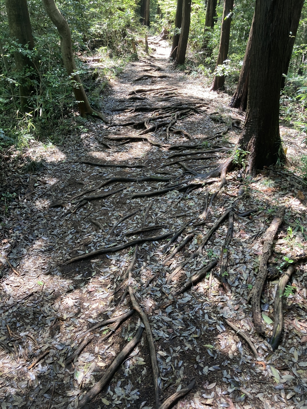 横浜5つの市民の森をめぐるRuntrip🏃‍♂️🌲🌳の写真4