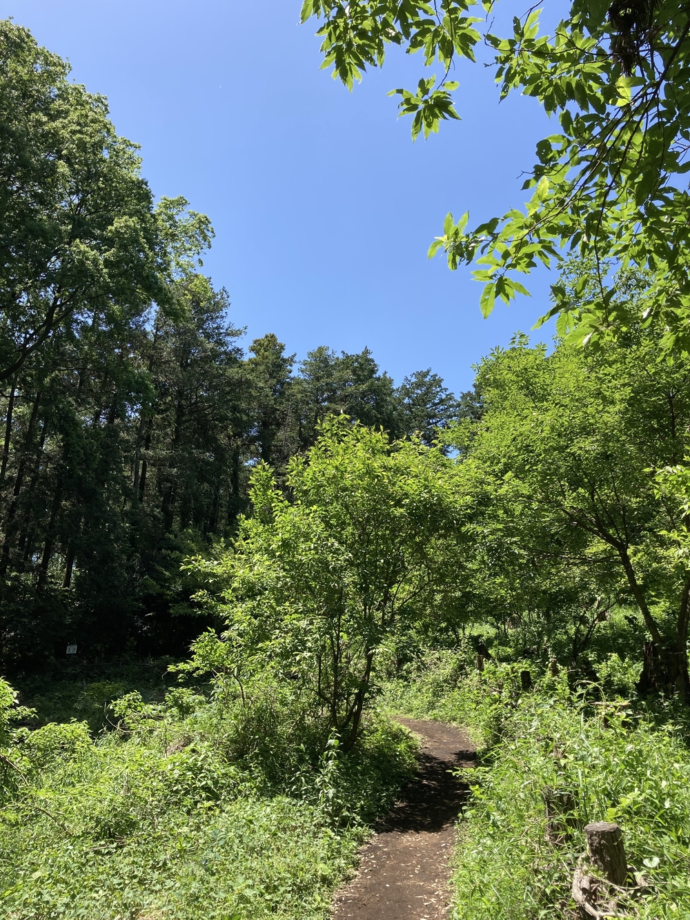 横浜5つの市民の森をめぐるRuntrip🏃‍♂️🌲🌳の写真5