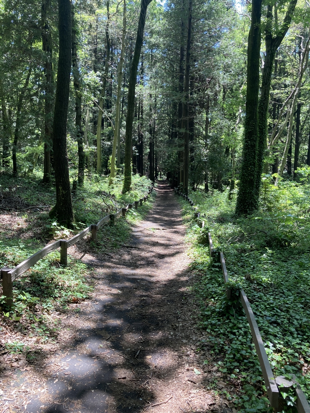 横浜5つの市民の森をめぐるRuntrip🏃‍♂️🌲🌳の写真6