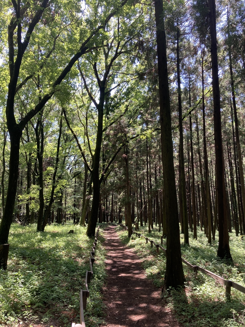 横浜5つの市民の森をめぐるRuntrip🏃‍♂️🌲🌳の写真7
