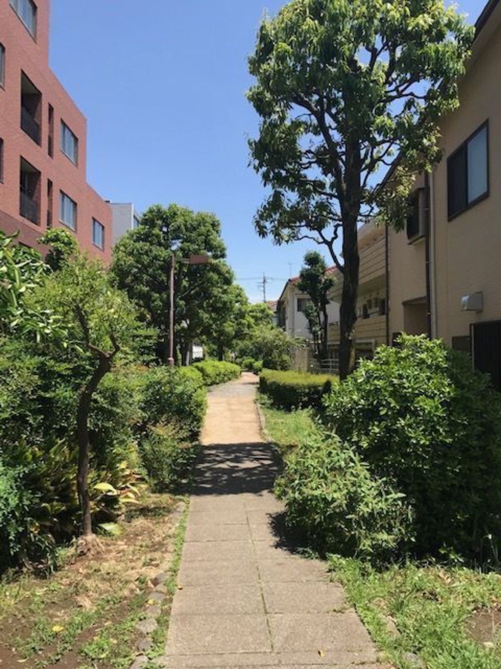 緑道をゆるっとラン（蛇崩川緑道編）の写真3