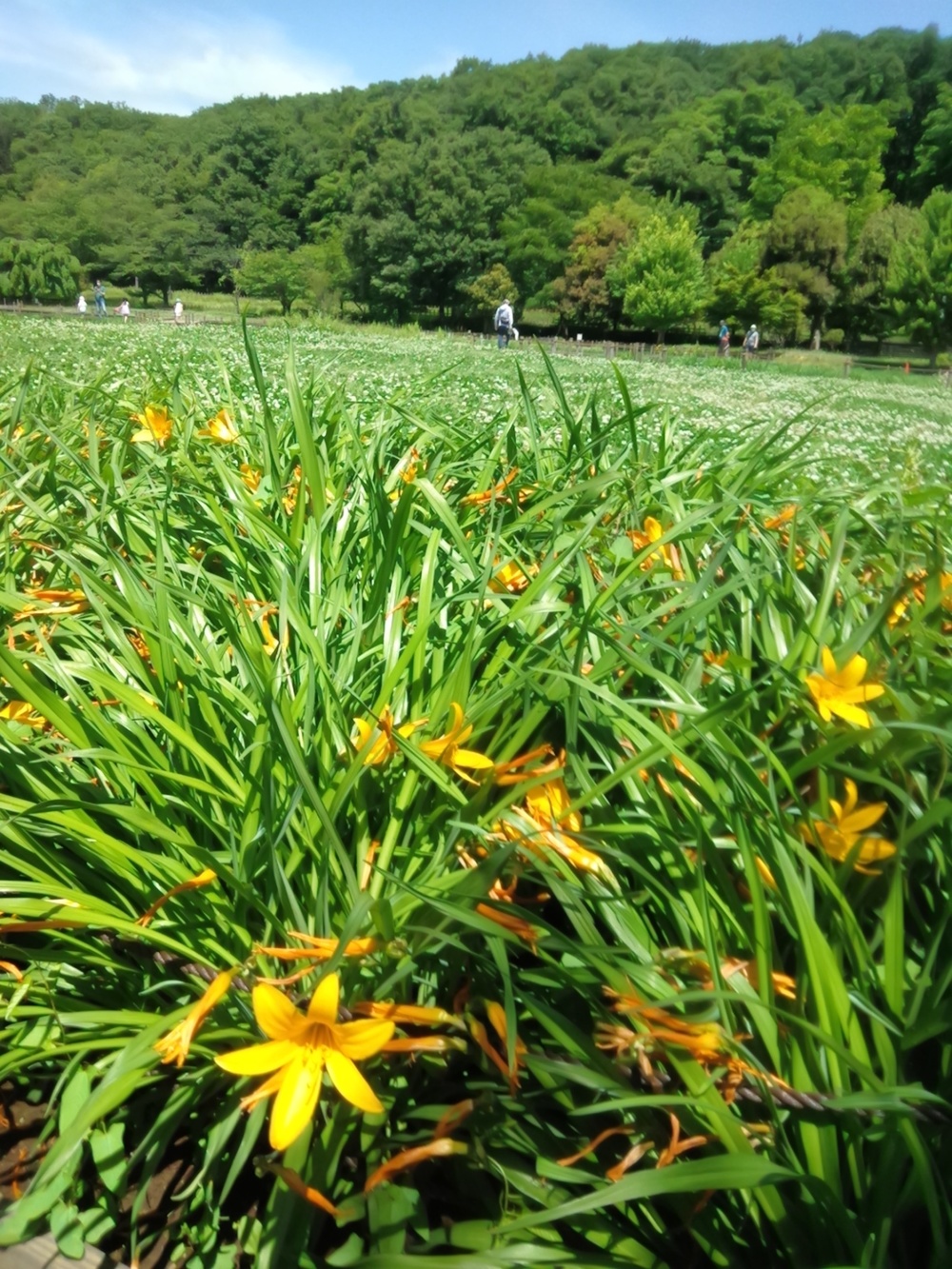 東村山の寺院を巡り北山公園から八国山を望むの写真21
