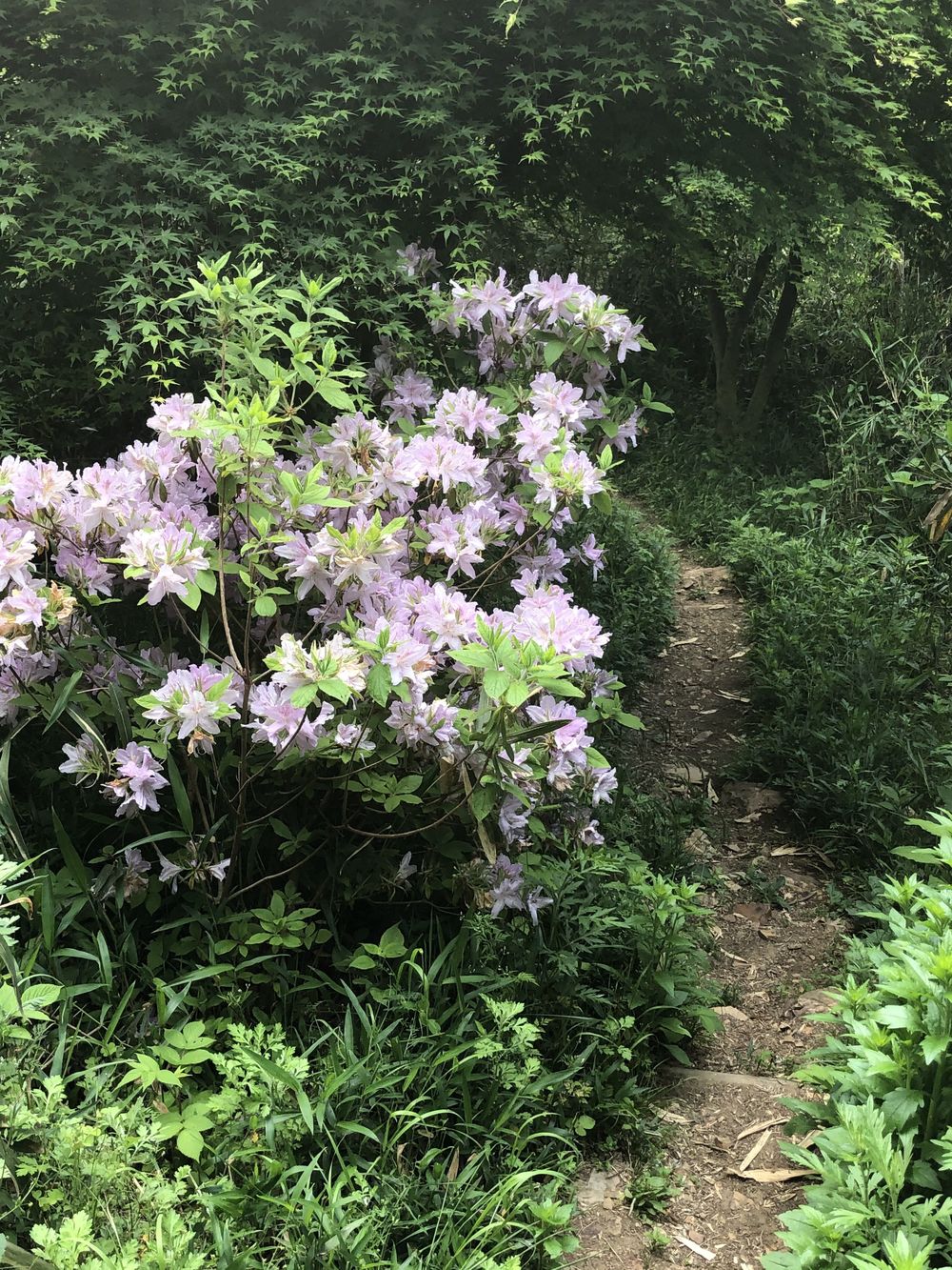 ダイヤモンドトレール二上山から紀見峠の写真6