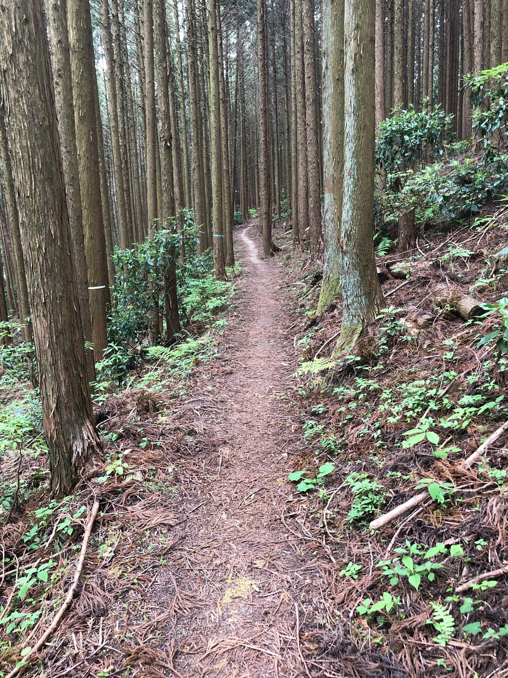 ダイヤモンドトレール二上山から紀見峠の写真15