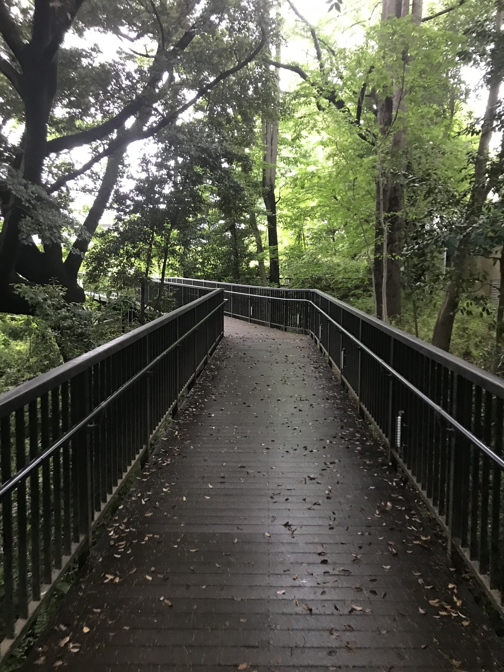 PCN Green Run(1) 西池袋〜下落合の公園を繋ぐランの写真25