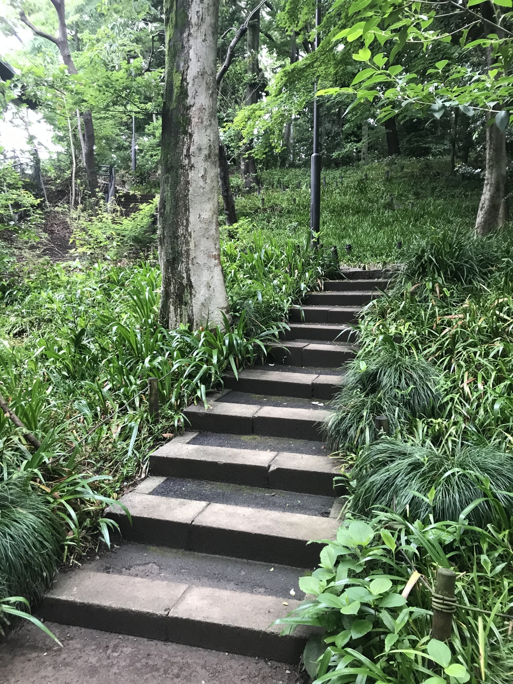 PCN Green Run(1) 西池袋〜下落合の公園を繋ぐランの写真26