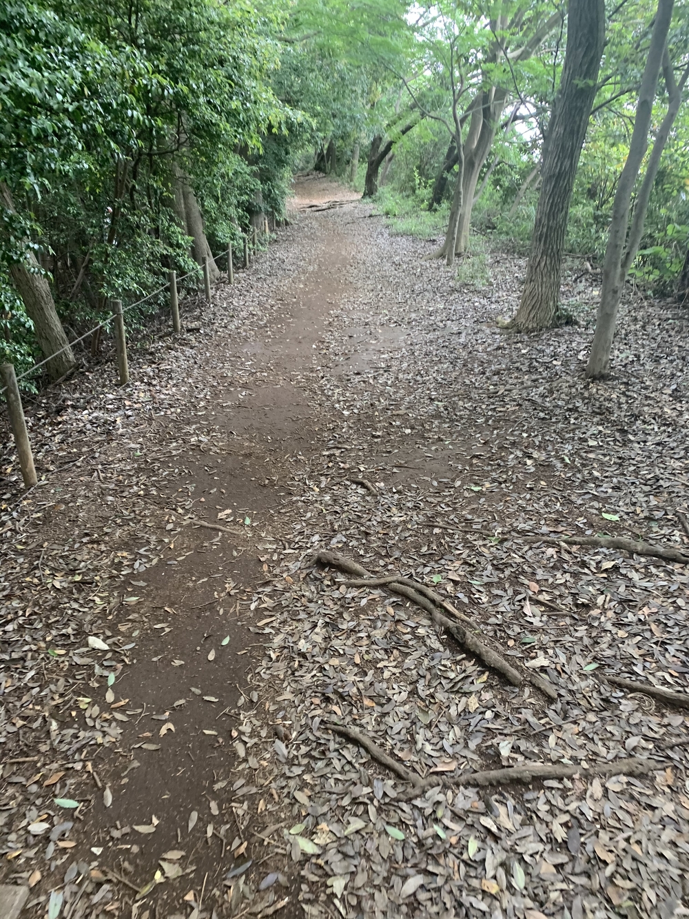 トレイルコース最高！の写真7