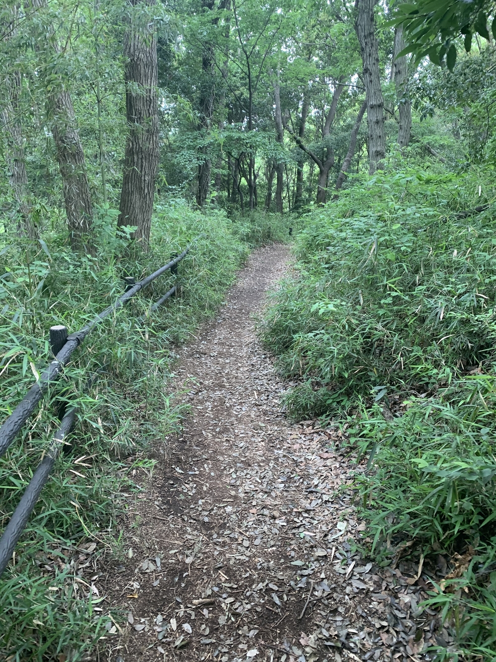 トレイルコース最高！の写真16