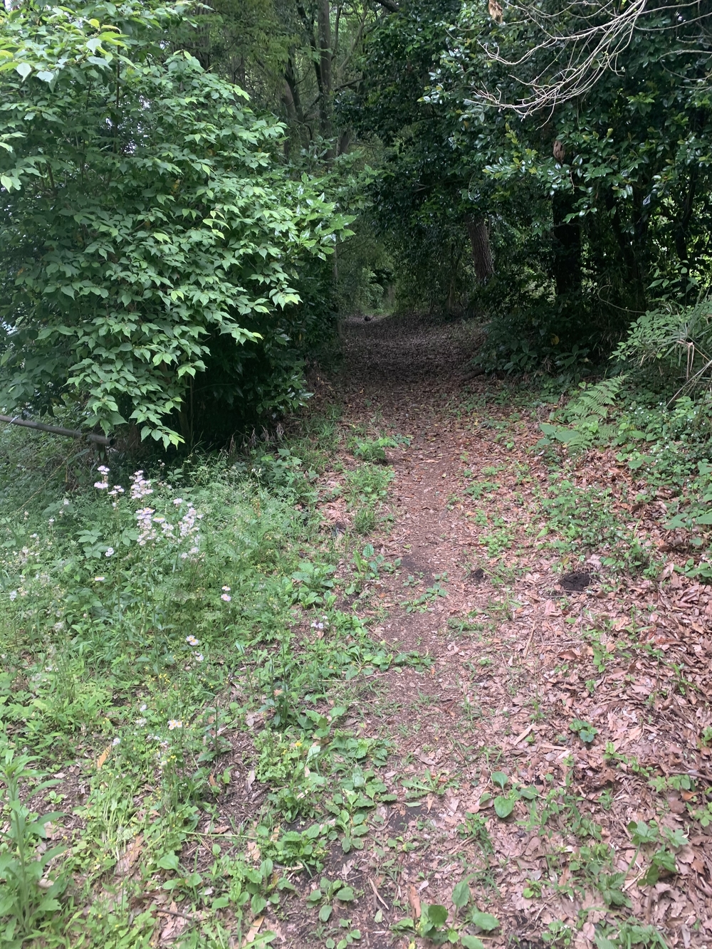 トレイルコース最高！の写真24