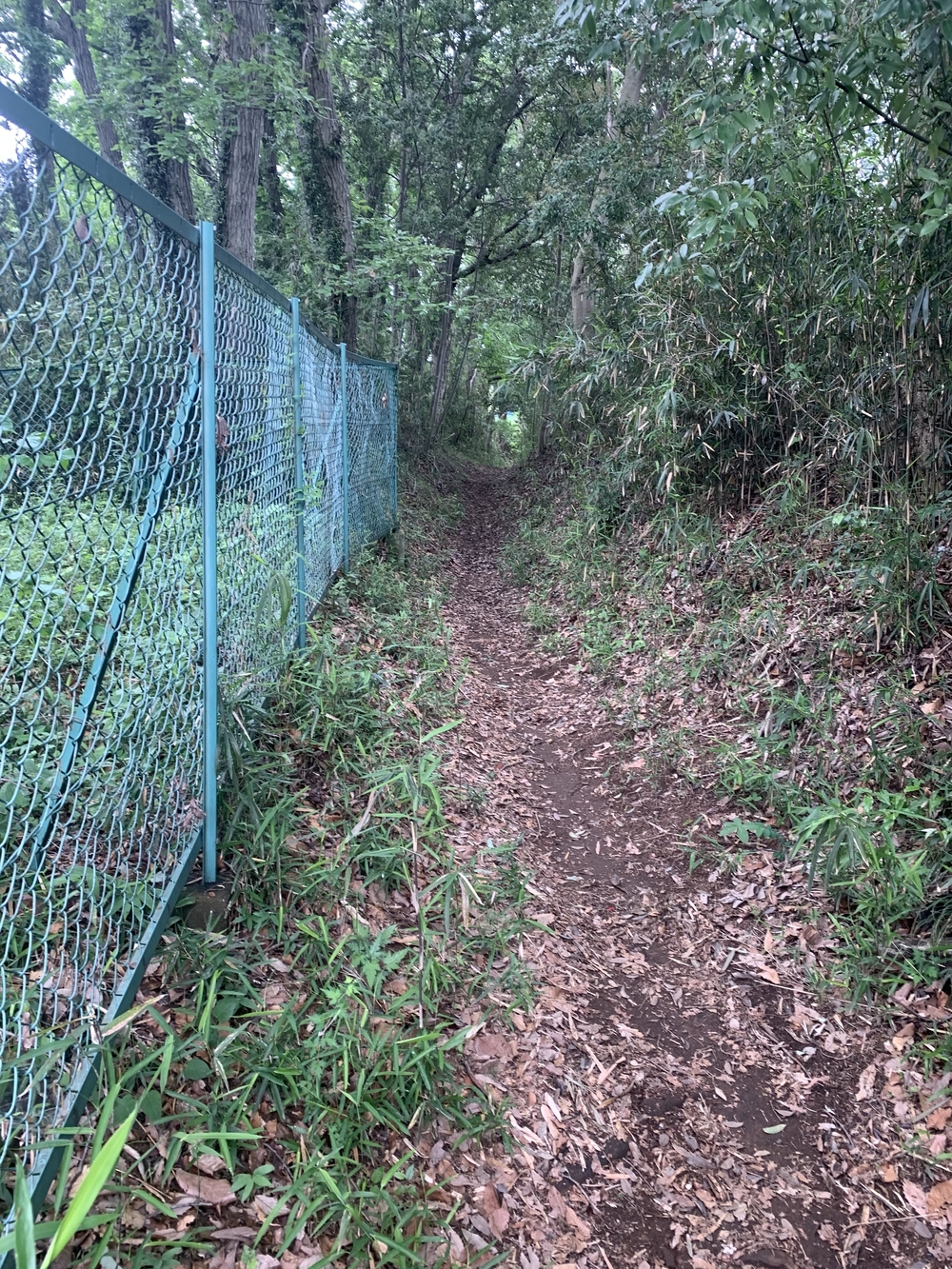 トレイルコース最高！の写真27