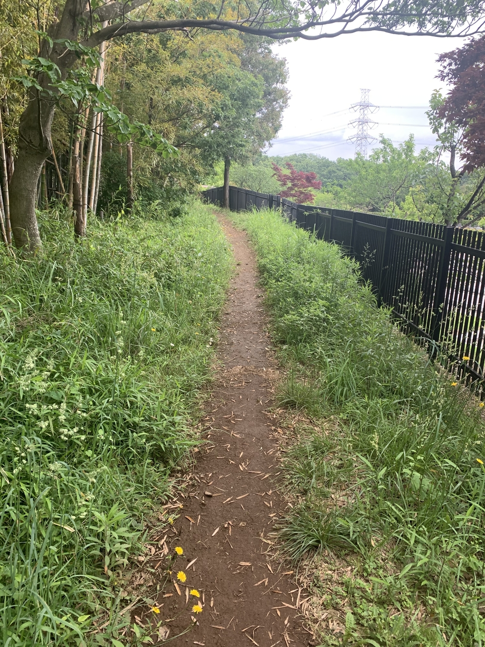 トレイルコース最高！の写真28