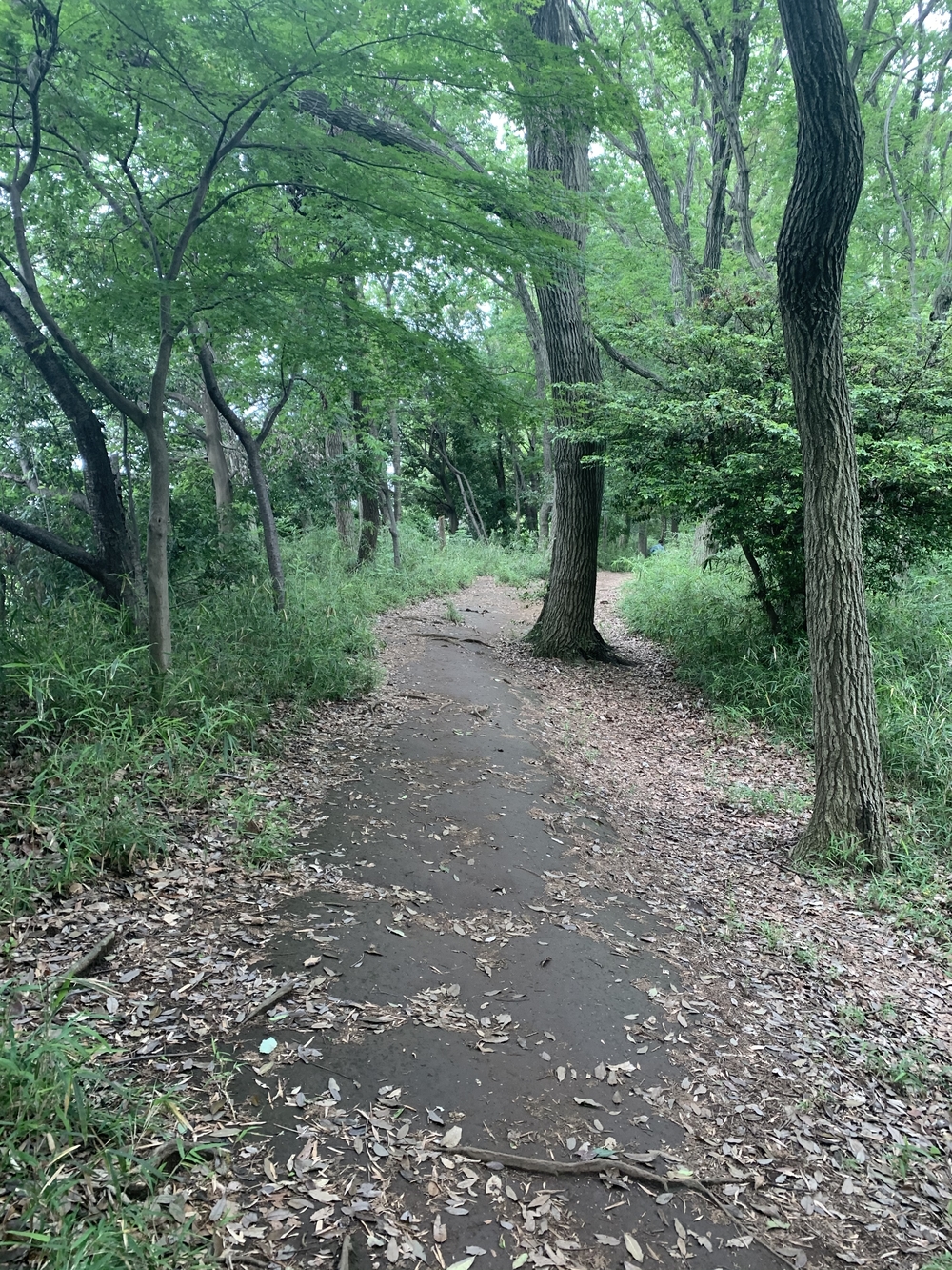 トレイルコース最高！の写真33