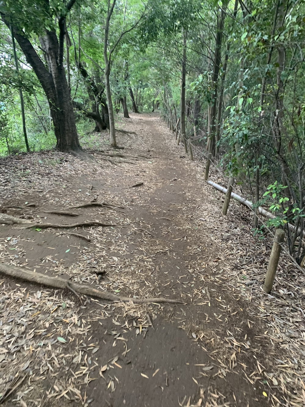 トレイルコース最高！の写真34