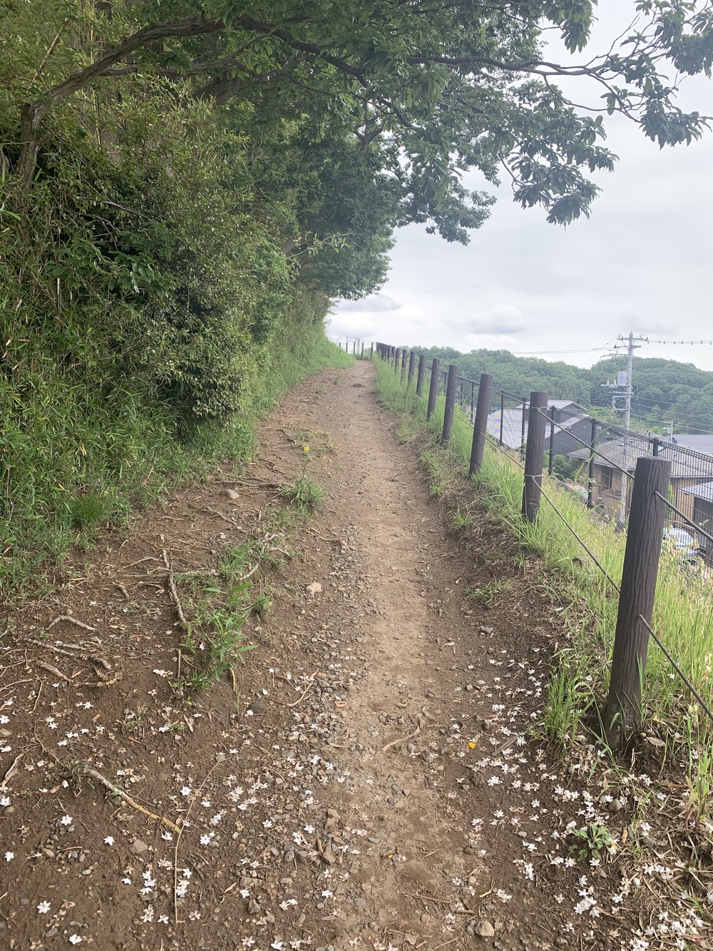 トレイルコース最高！の写真35