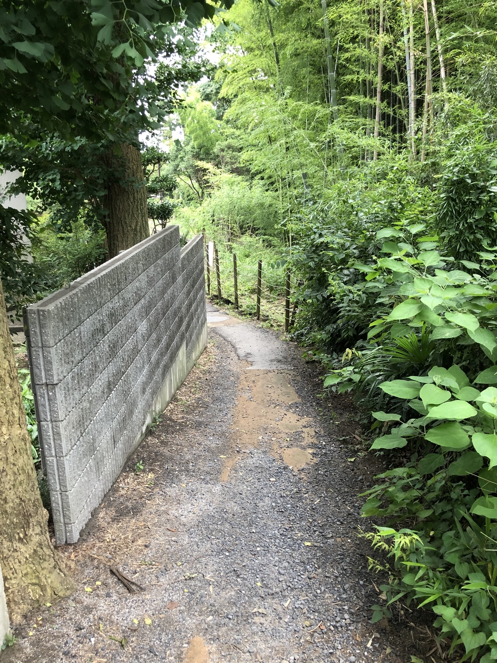 小金井　坂めぐりの写真9