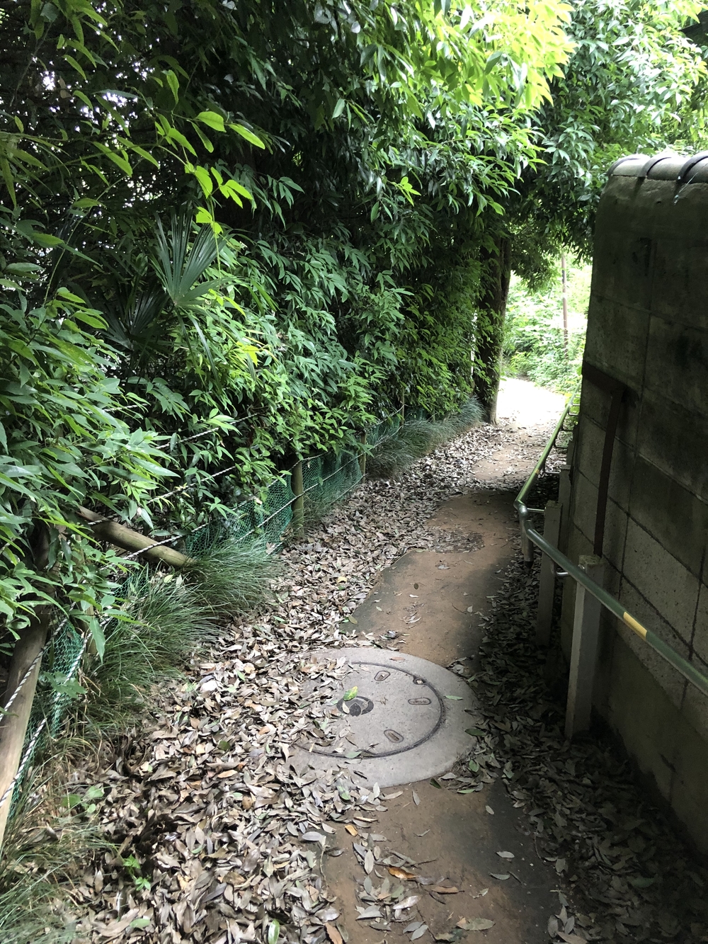 小金井　坂めぐりの写真10