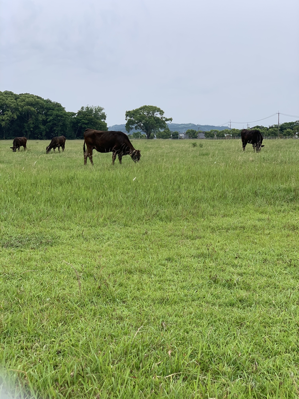 シーガイア海の見えるコース🏝の写真3