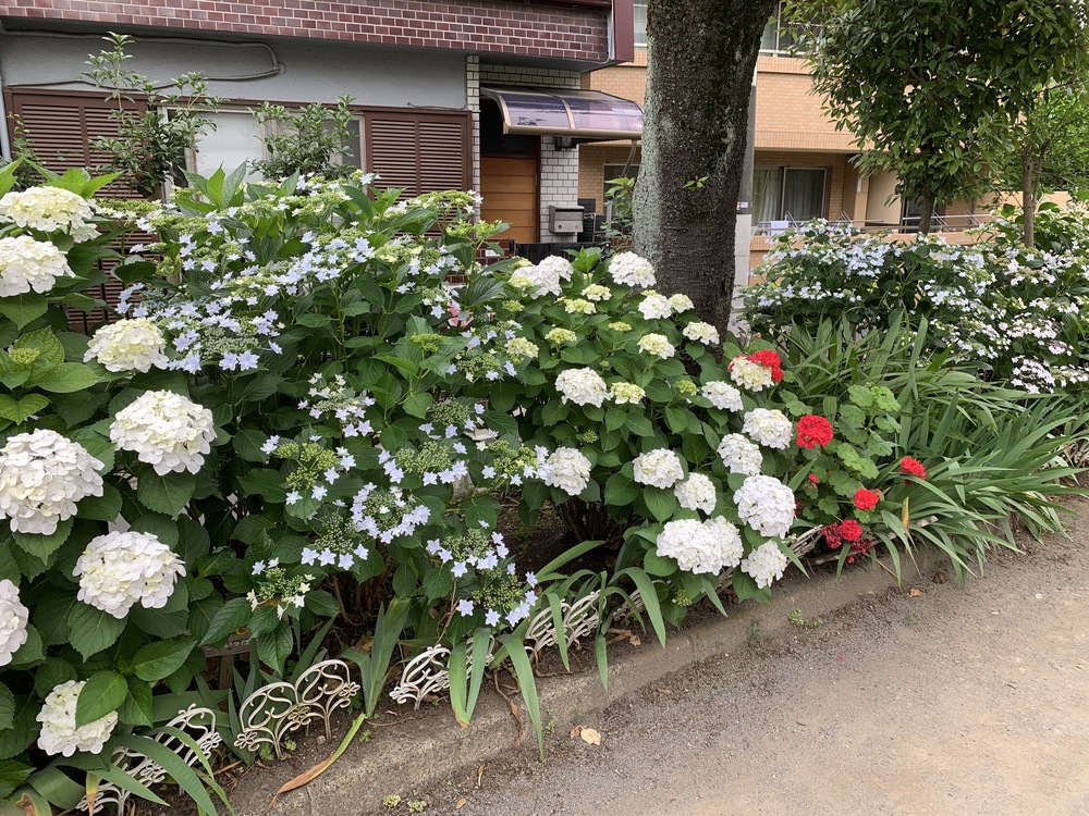 駒沢公園経由　呑川緑道〜柿の木坂支流緑道　周回Runの写真5