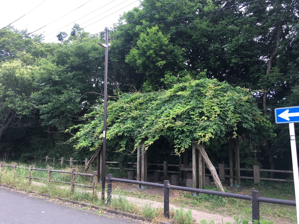 身近な自然を感じながらのショートランニングの写真3