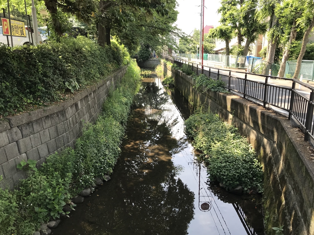 丸子川沿いをゆるっとランして紫陽花を見に行こう！の写真3