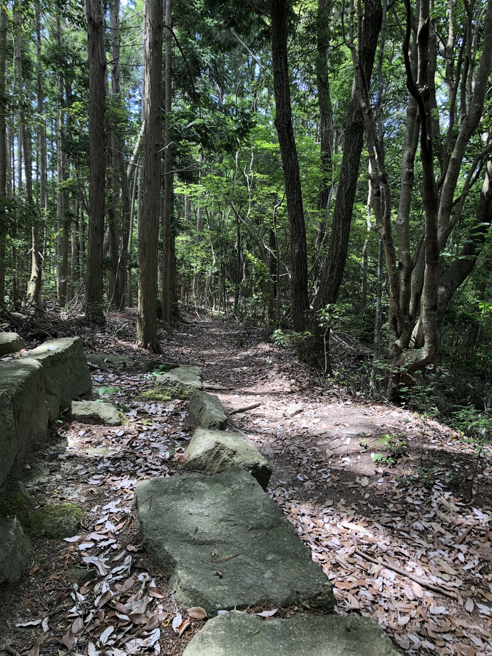 サクッとトレイルランニング🏃‍♂️の写真3