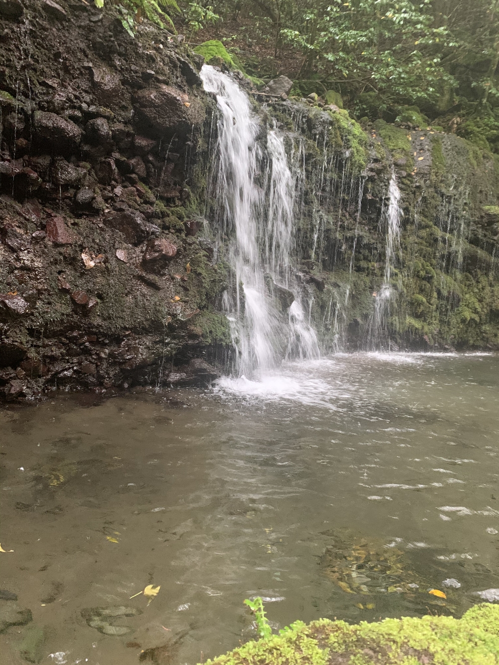 早雲山(ロープウェイ付近)から『千条の滝』　最後は自分を虐め抜く約20%の登り坂　アメとムチコースの写真3