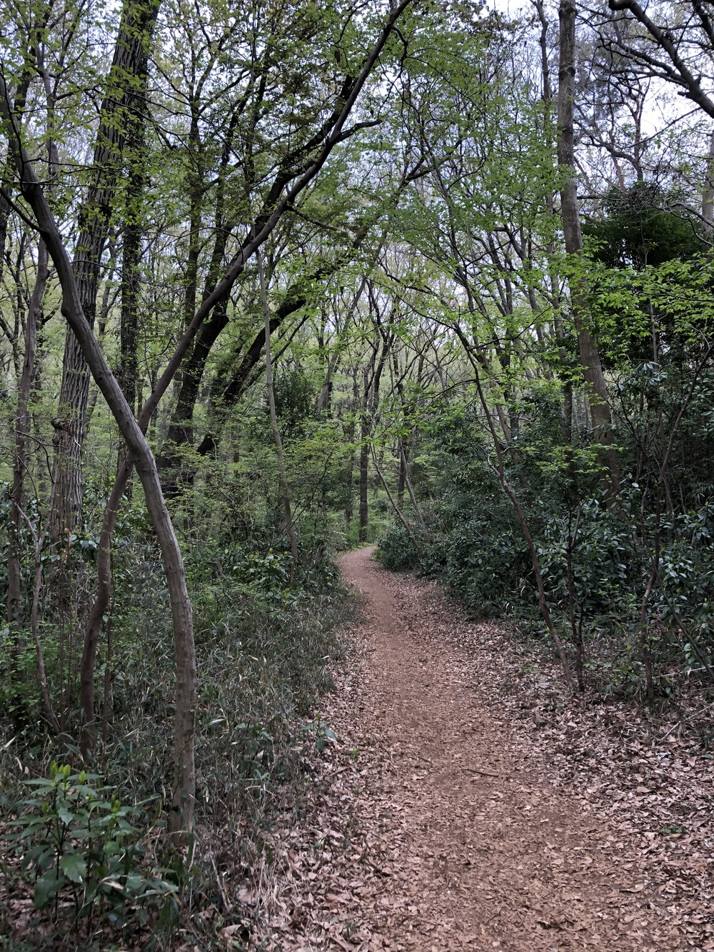 晴れたら最高　地元　東村山の写真5