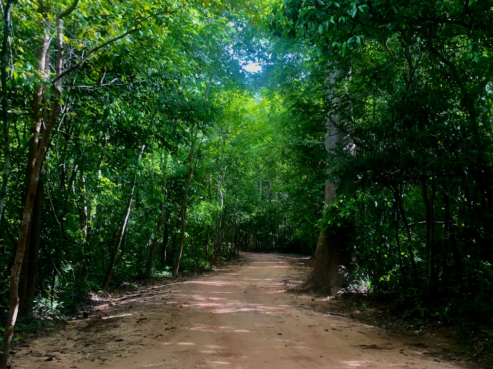 カンボジア / アンコール遺跡を走って巡礼の写真8
