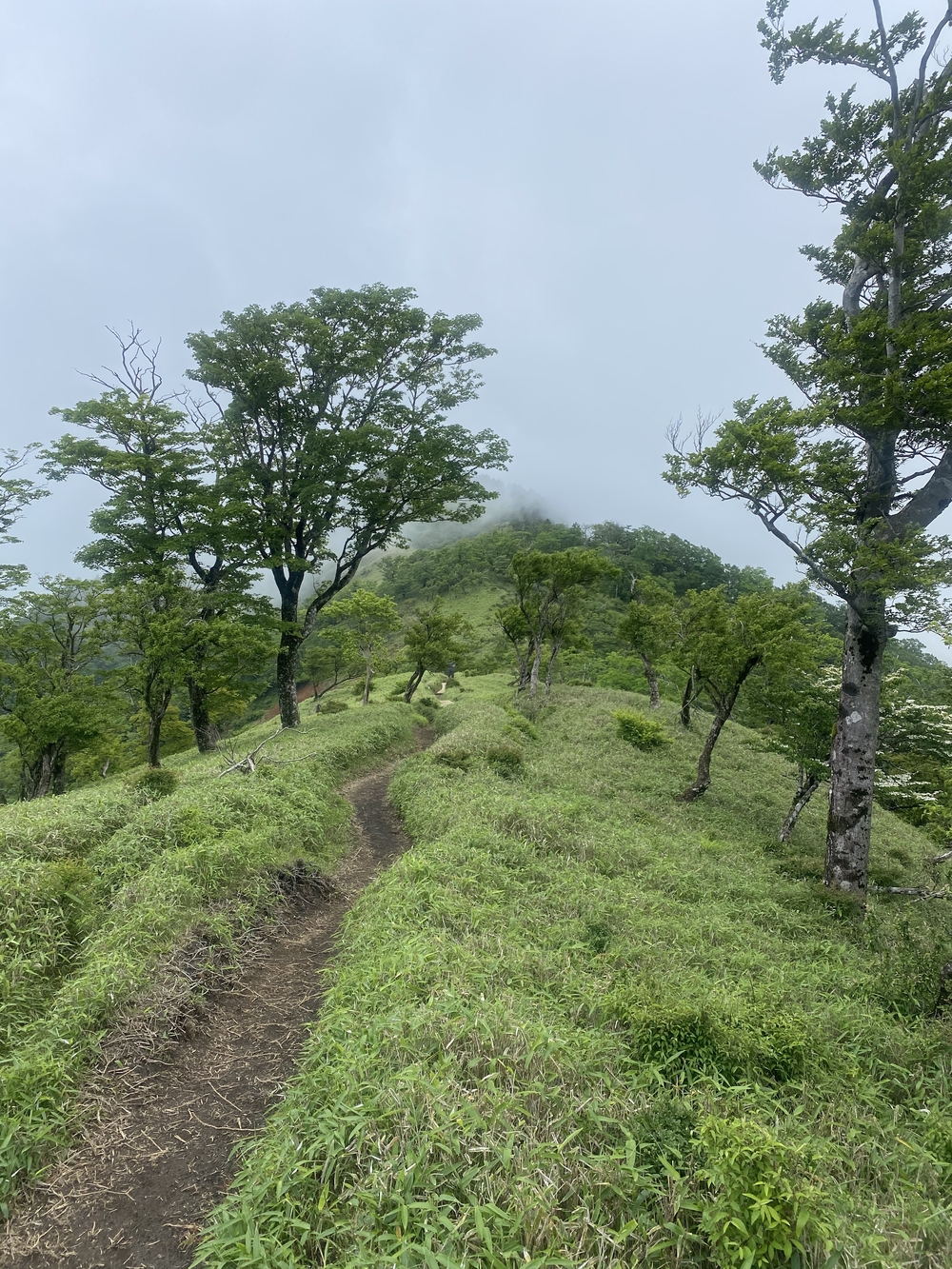 塔ノ岳〜蛭ヶ岳往還と上り下りを楽しむトレランルートの写真6