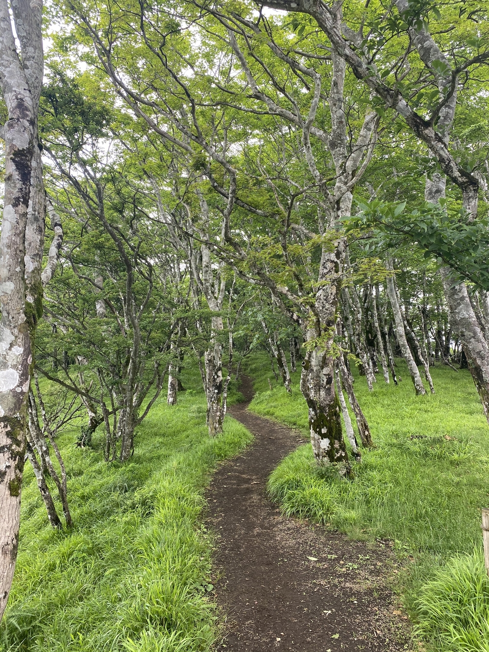 塔ノ岳〜蛭ヶ岳往還と上り下りを楽しむトレランルートの写真13