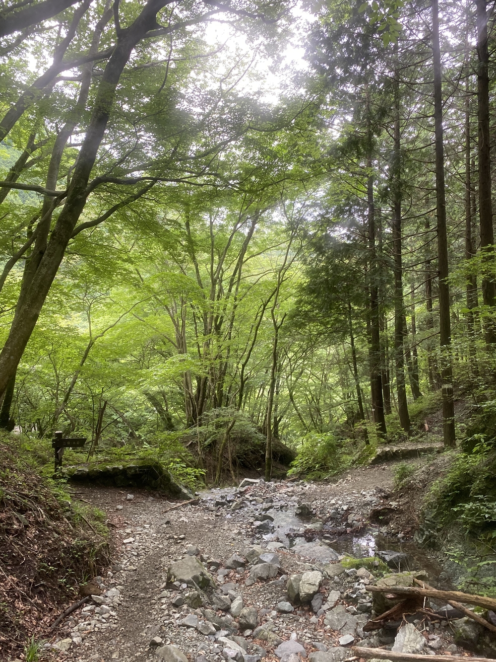塔ノ岳〜蛭ヶ岳往還と上り下りを楽しむトレランルートの写真14
