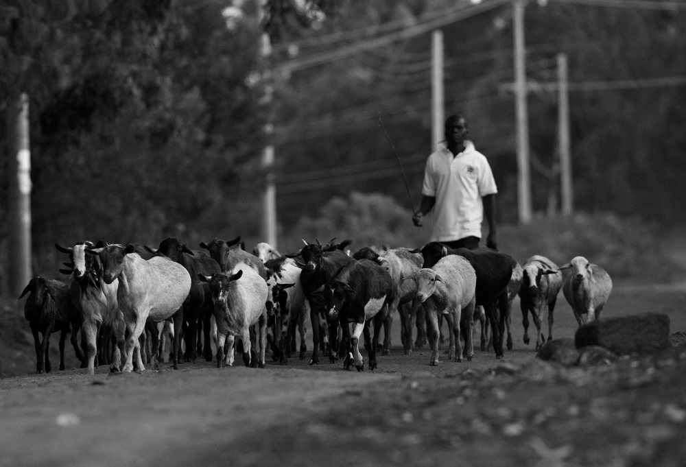 イテン - ホーム・オブ・チャンピオンズの写真8