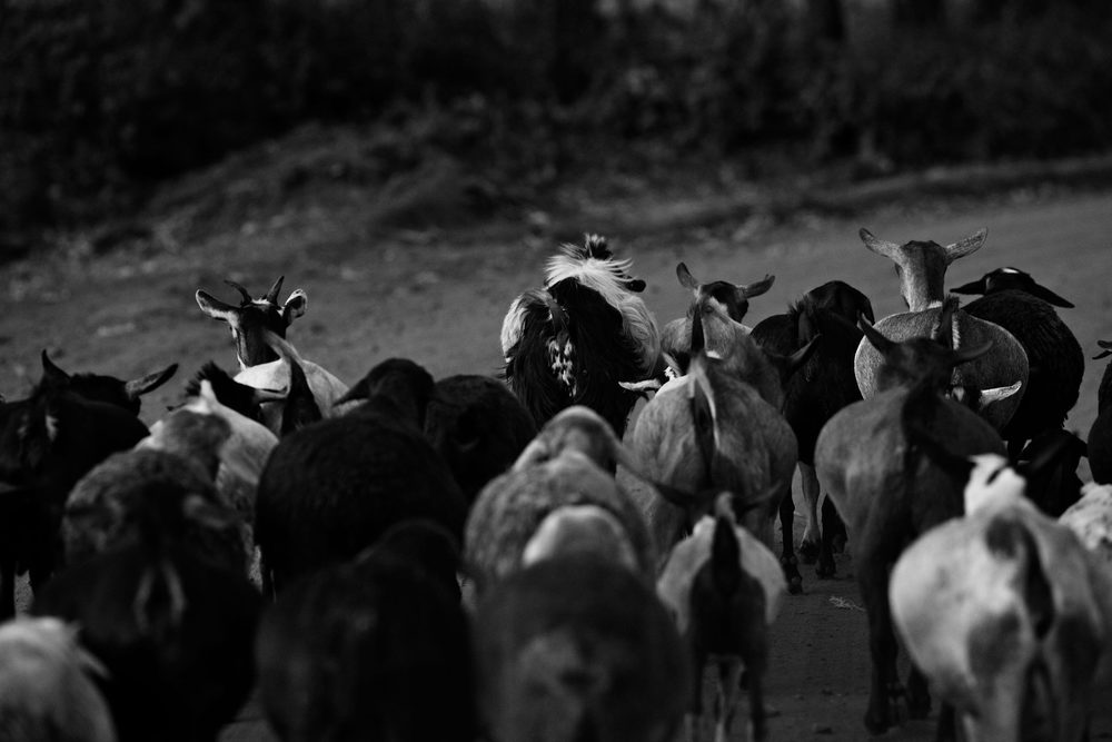 イテン - ホーム・オブ・チャンピオンズの写真9