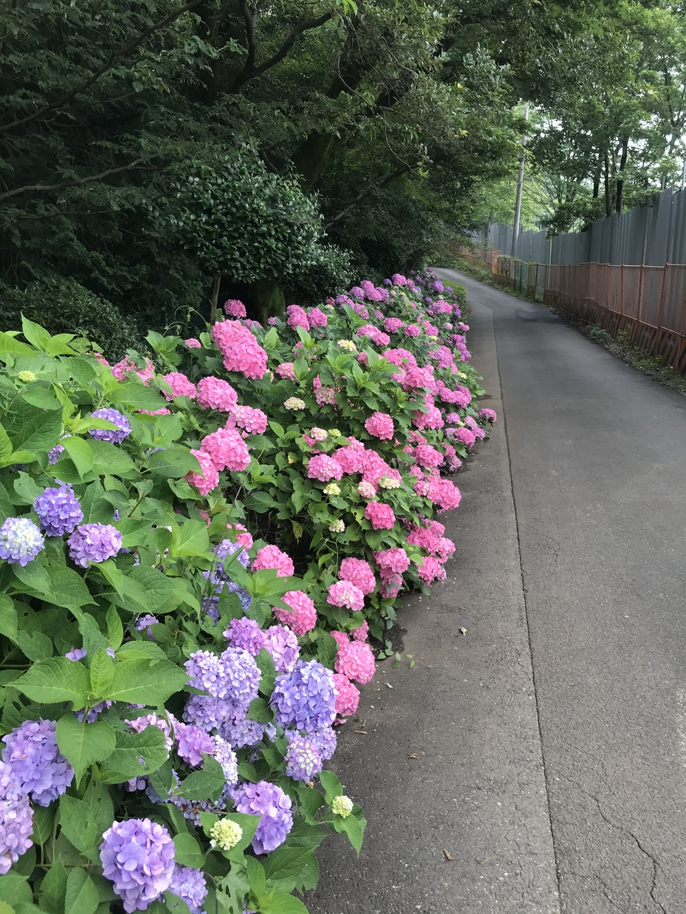 東京里山トレイル&ロード(18km)の写真6