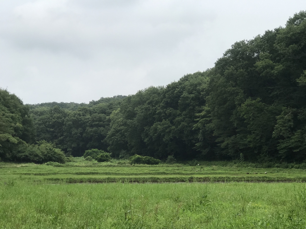 東京里山トレイル&ロード(18km)の写真12