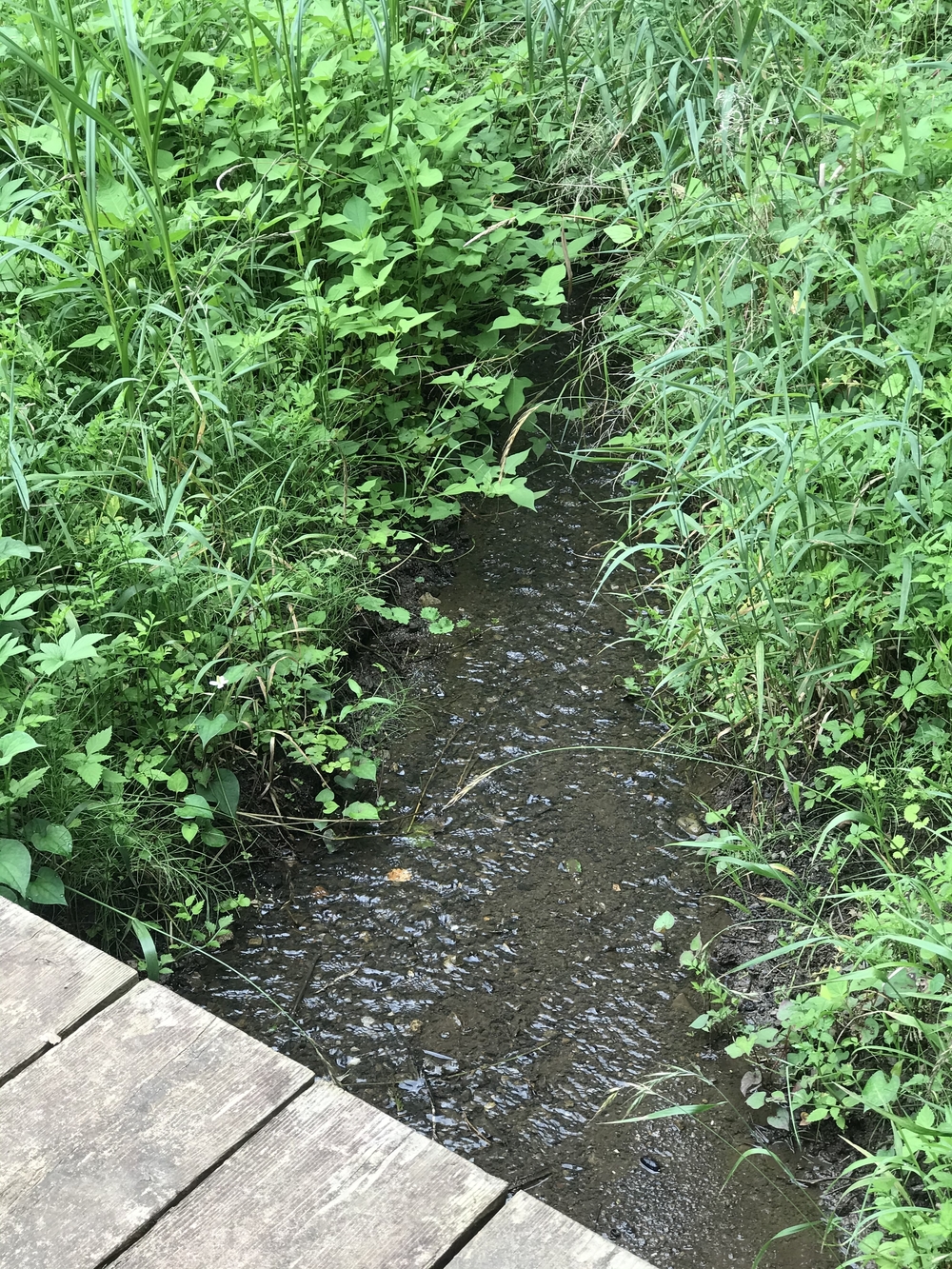 東京里山トレイル&ロード(18km)の写真13