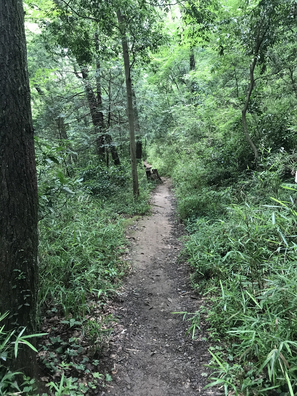 東京里山トレイル&ロード(18km)の写真17