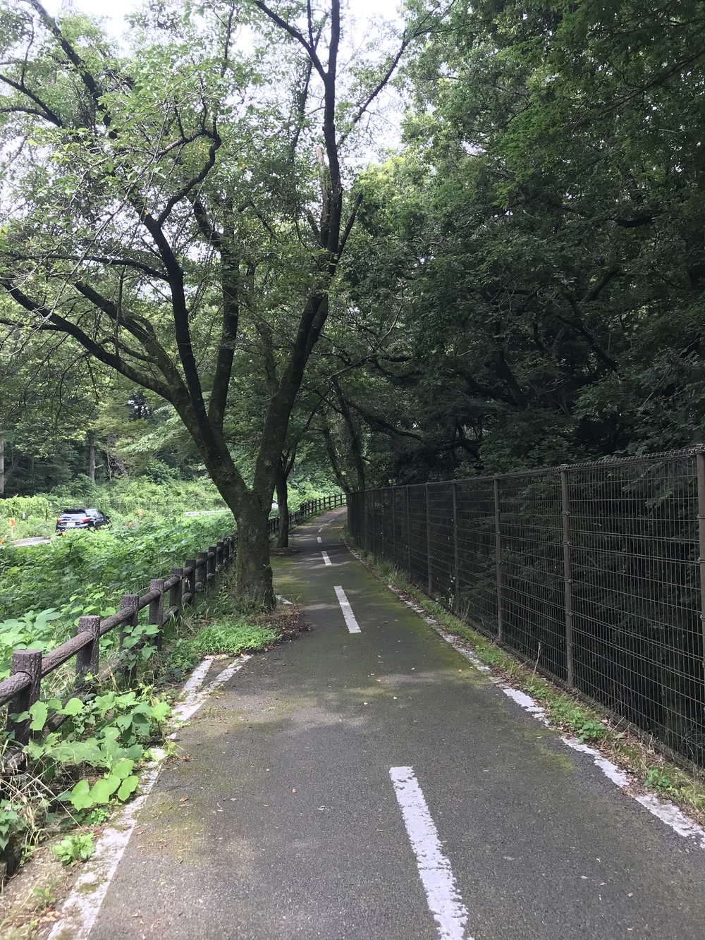 東京里山トレイル&ロード(18km)の写真18