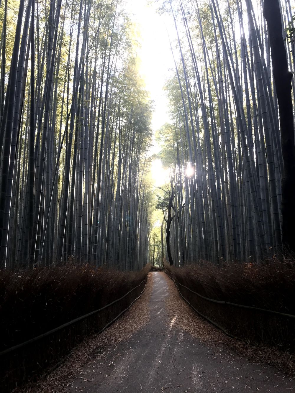 京都駅発着　京都マラソン前半コースを中心にの写真5