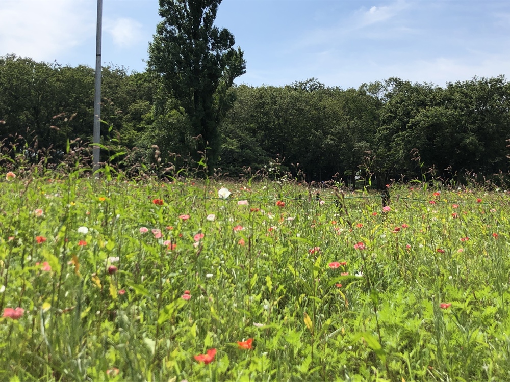 ★お絵描きラン（16）船橋でふ..なっし〜★の写真3