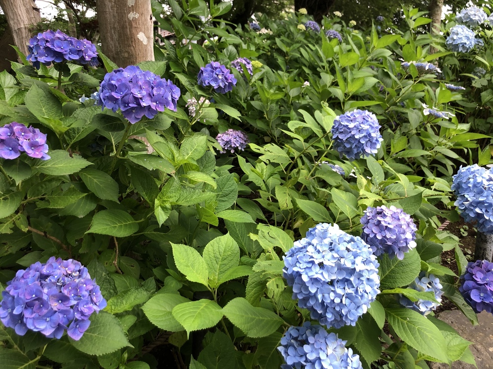 ★お絵描きラン（17）で〜んでんむしむし🐌【松戸】の写真3