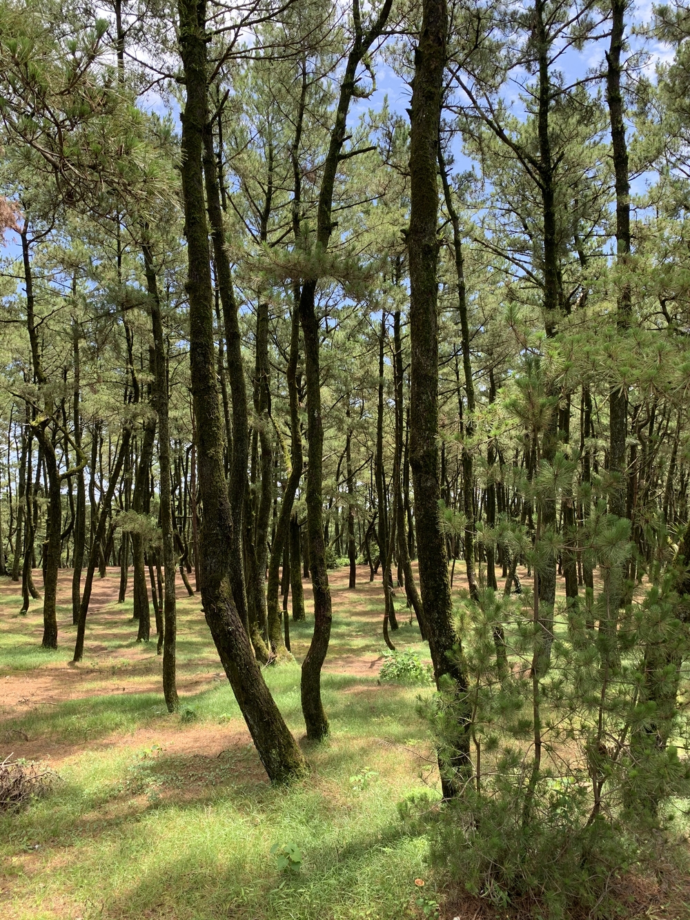 宮崎シーガイア🌴🍃💐コース(その②)の写真5