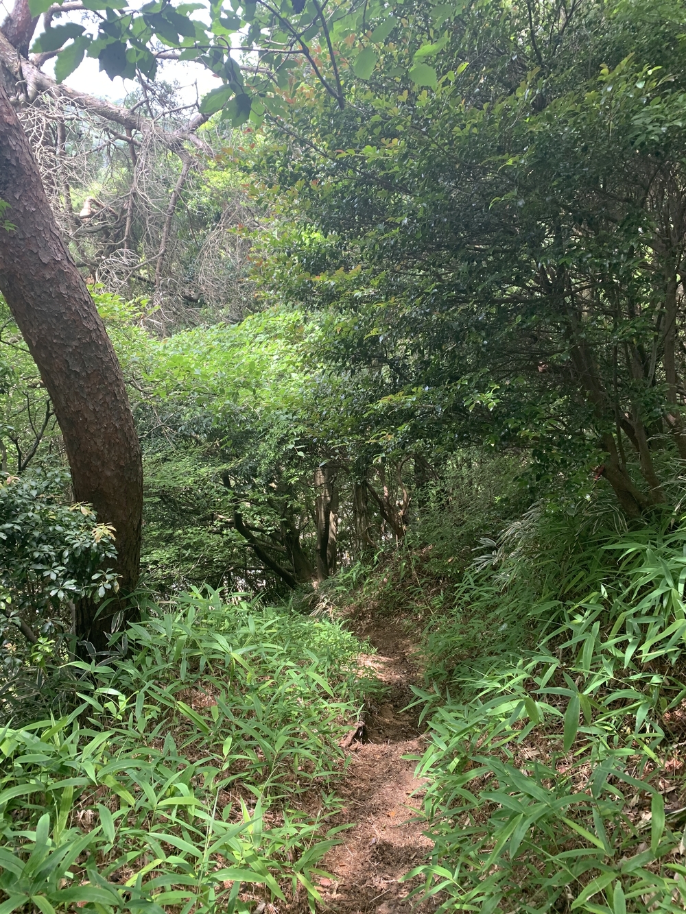 観音山、六甲山からの一気に降って有馬温泉の写真5