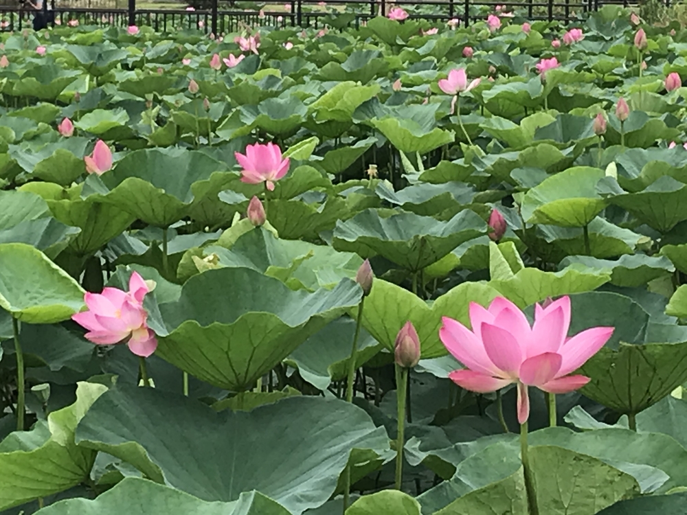 スカイツリー →帝釈天→水元公園→明神の湯の写真8